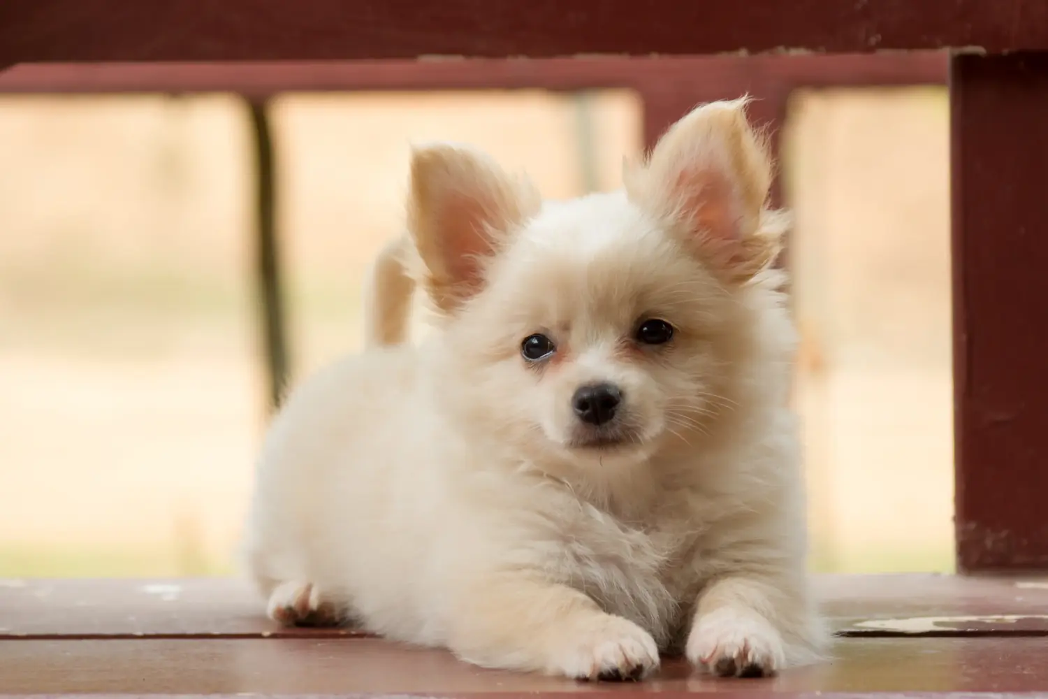 Buying a Pomchi puppy means taking responsibility! Buy Pomchi puppies.
