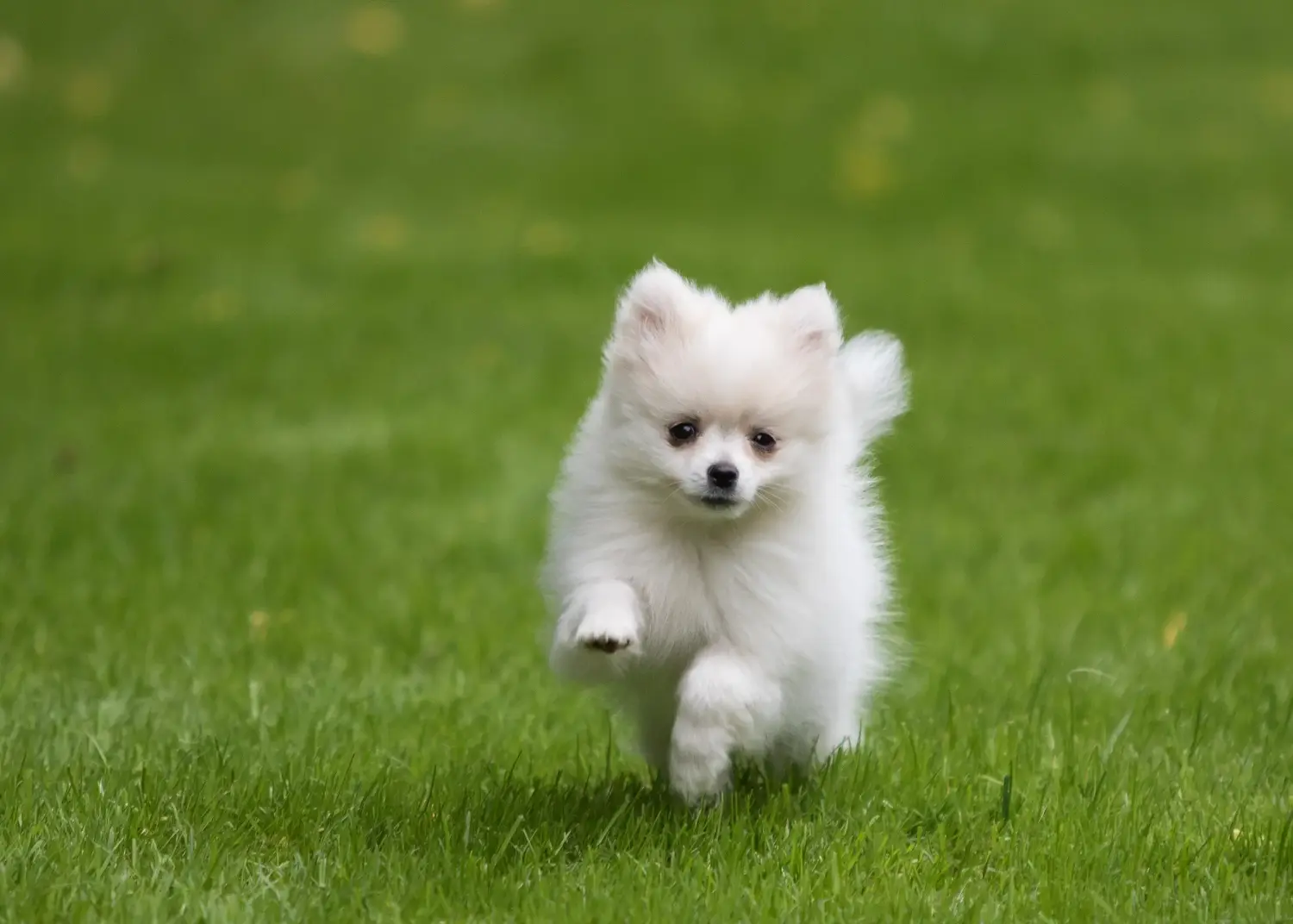 Buying a Pomchi puppy means taking responsibility! Buy Pomchi puppies.