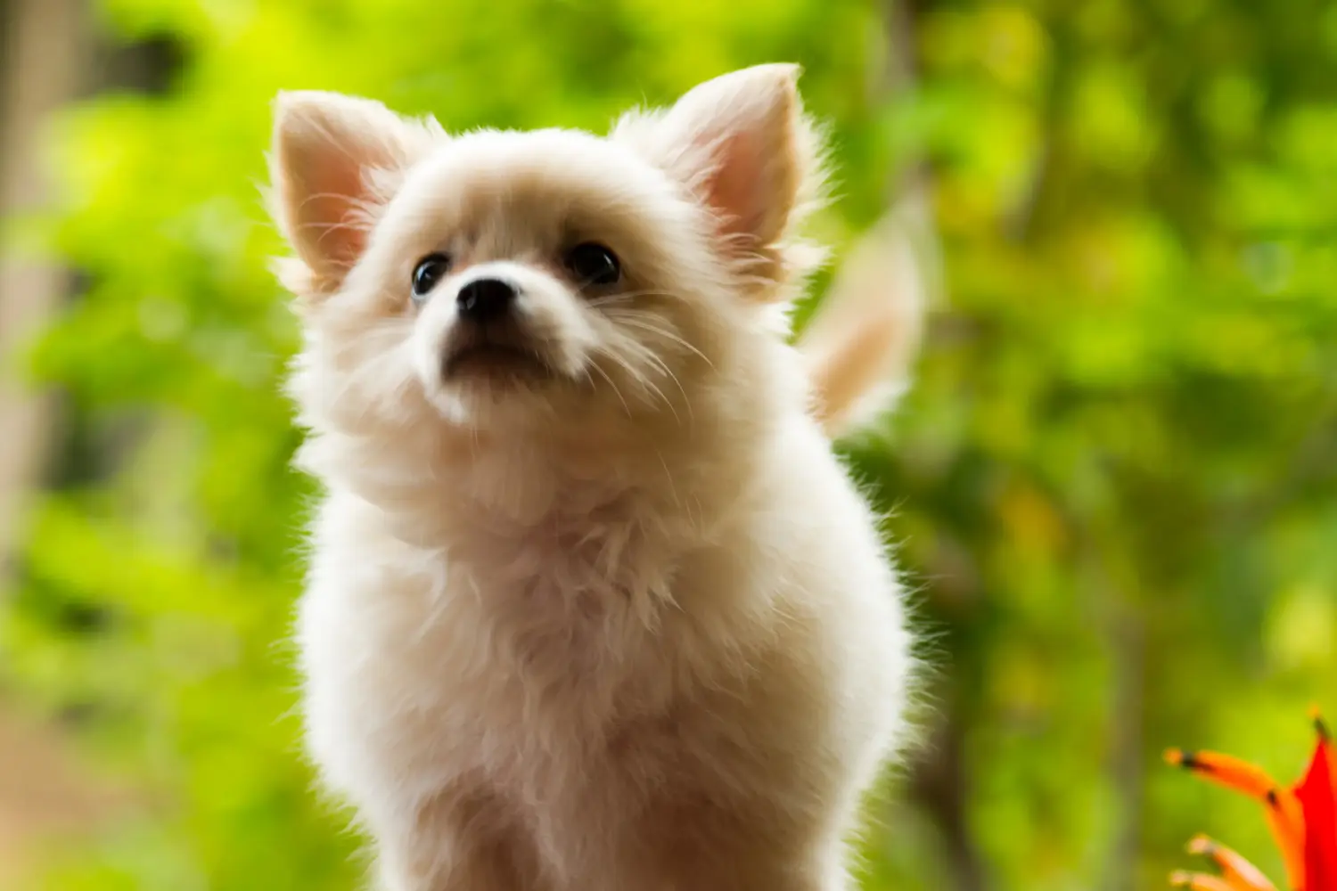 Buying a Pomchi puppy means taking responsibility! Buy Pomchi puppies.