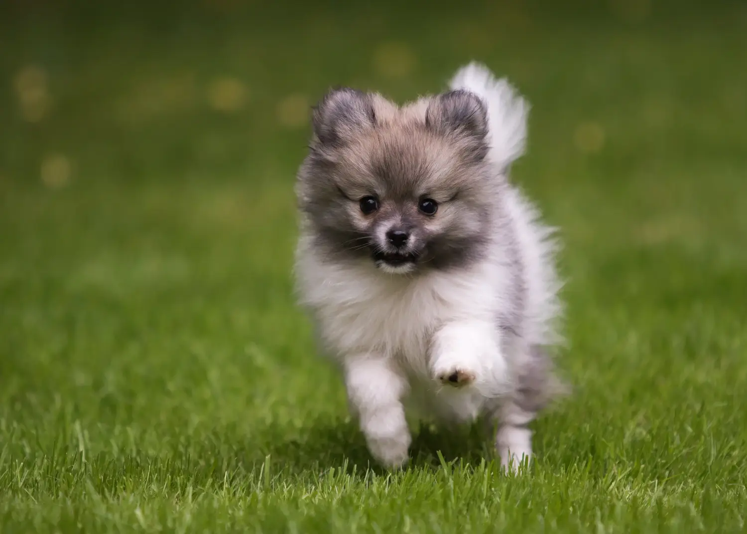 Buying a Pomchi puppy means taking responsibility! Buy Pomchi puppies.