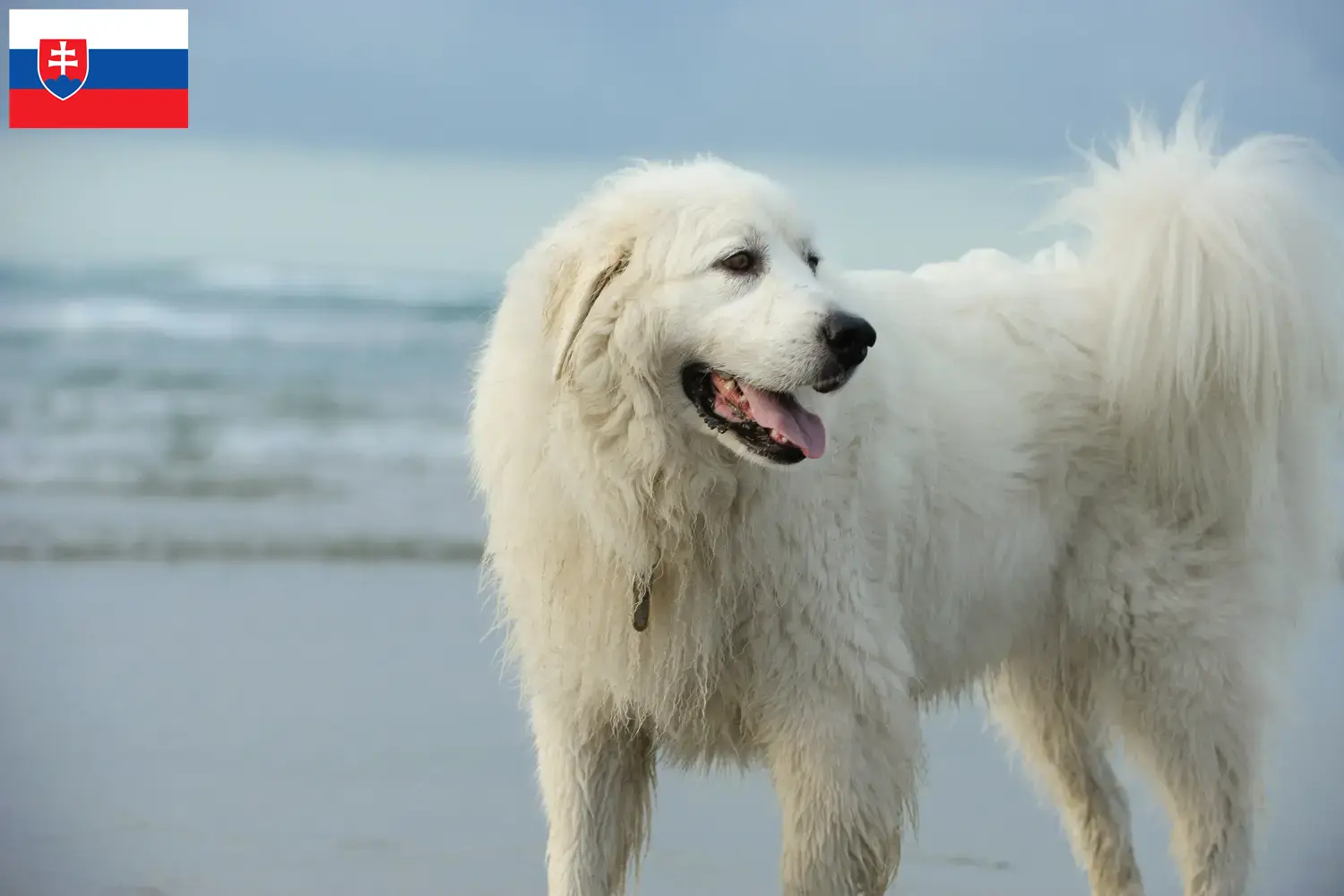 Read more about the article Pyrenean Mountain Dog breeders and puppies in Slovakia