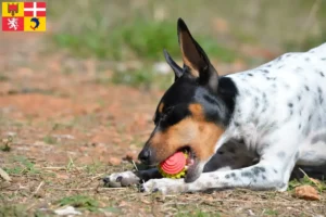 Read more about the article Ratonero Valenciano breeders and puppies in Auvergne-Rhône-Alpes