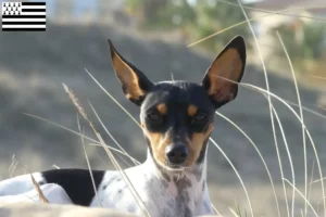 Read more about the article Ratonero Valenciano breeders and puppies in Brittany