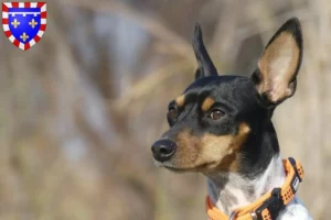 Read more about the article Ratonero Valenciano breeders and puppies in Centre-Val de Loire