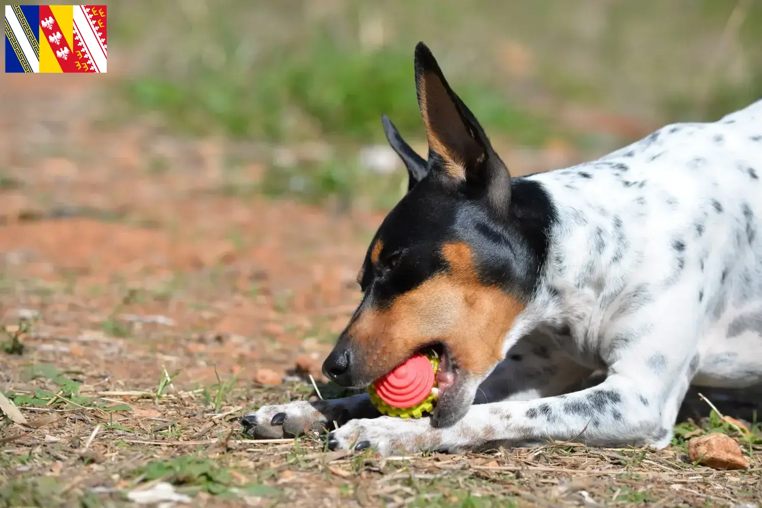 Ratonero Valenciano puppies and breeders Grand Est Here you can find Ratonero Valenciano breeders in Grand Est.