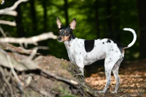 Read more about the article Ratonero Valenciano breeders and puppies in Hauts-de-France