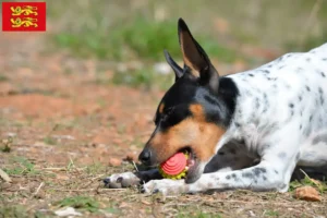 Read more about the article Ratonero Valenciano breeders and puppies in Normandy