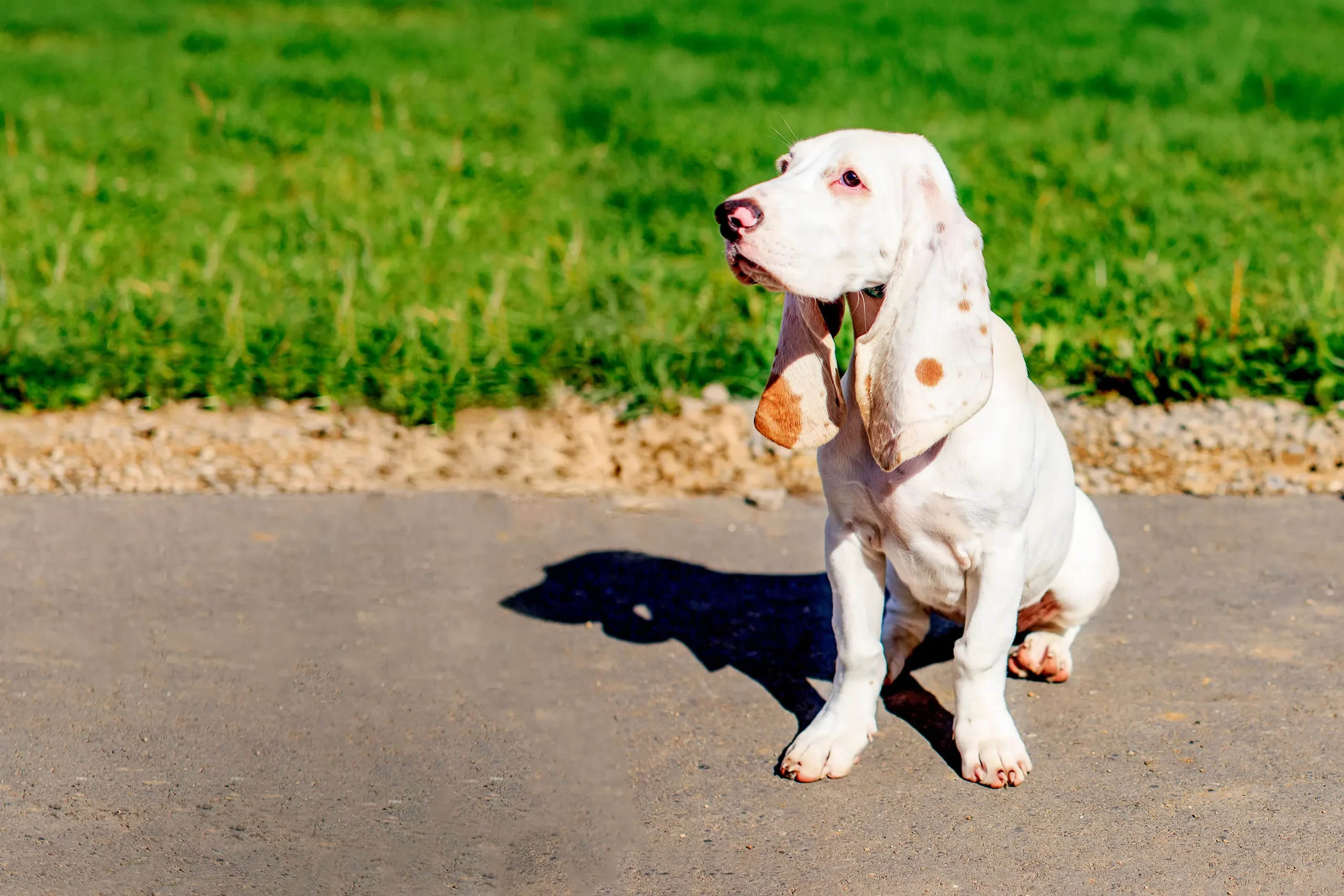 Read more about the article Sabueso Español breeder