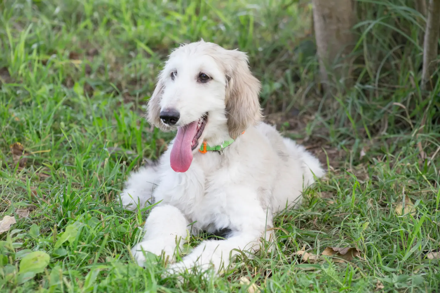 Buying an Afghan Hound puppy means taking responsibility! Buy Afghan Hound puppies.