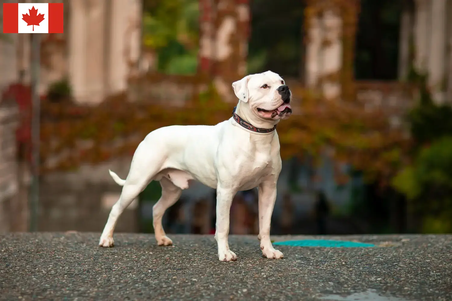 American Bulldog puppies and breeders Canada Find American Bulldogs breeders in Canada.