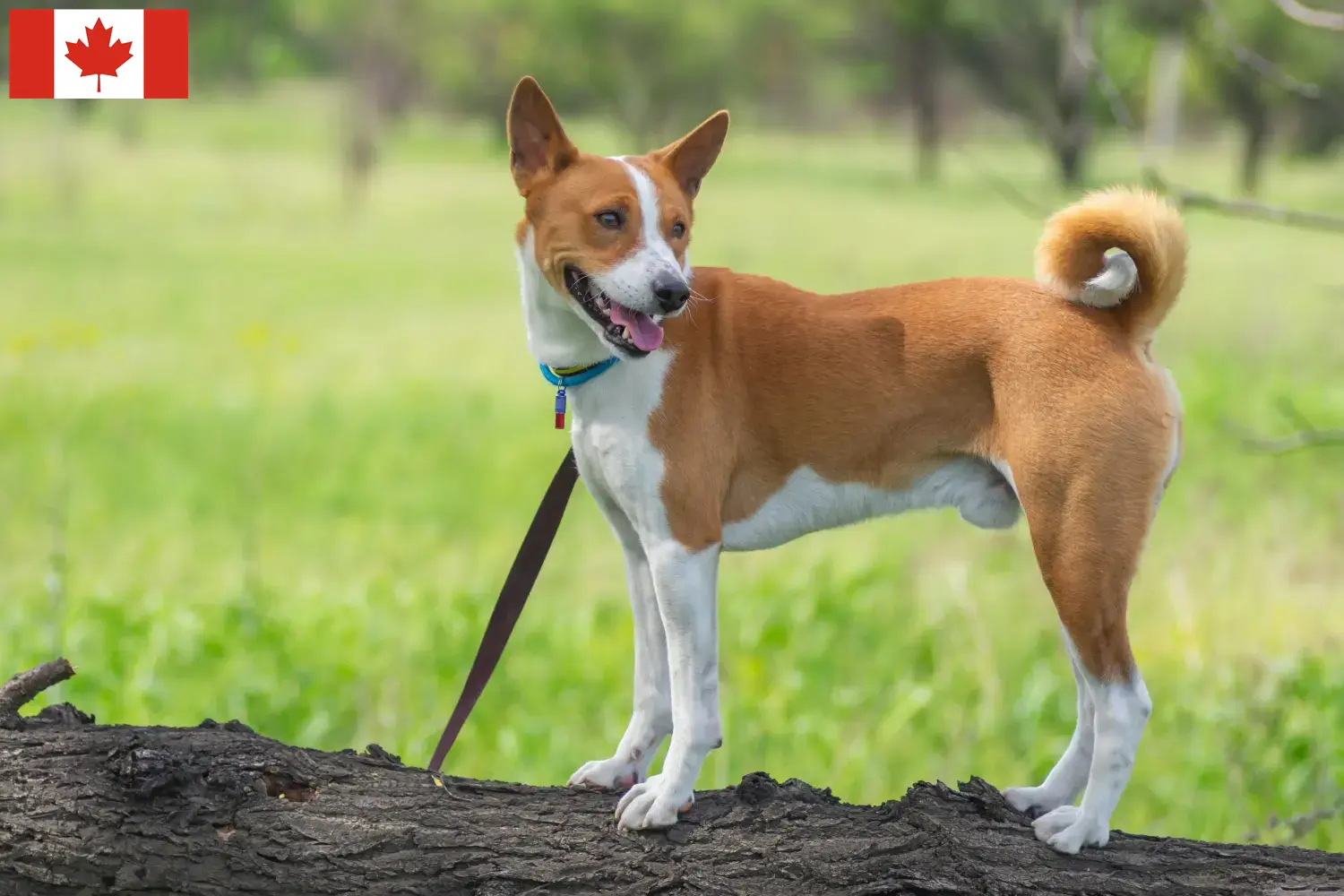 Basenji puppies and breeders Canada Here you can find Basenji breeders in Canada.