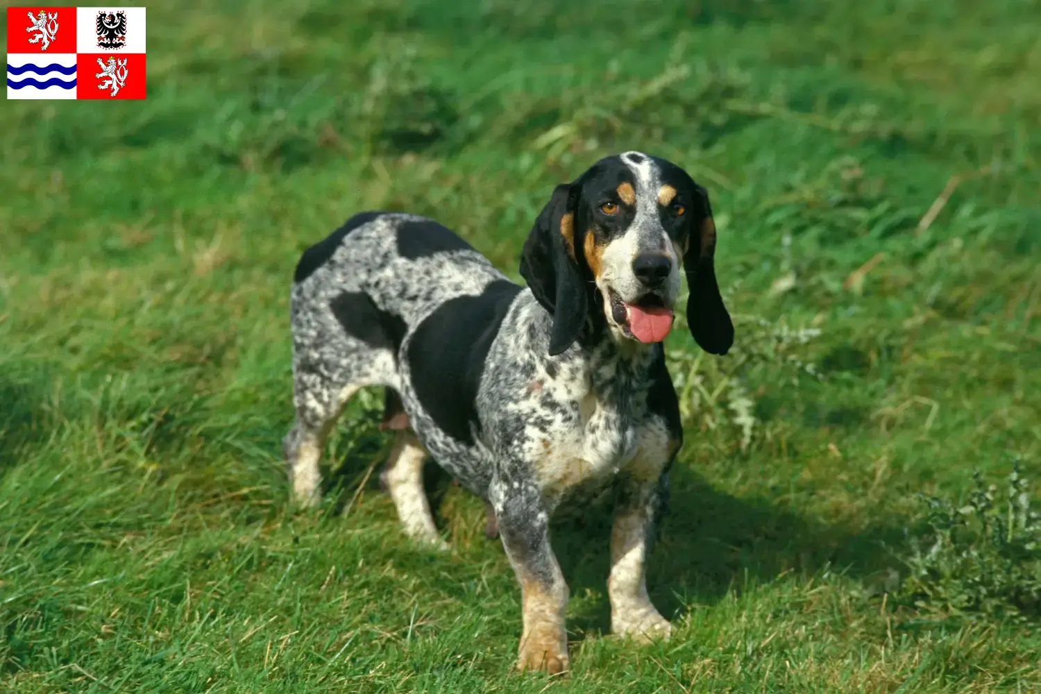 Basset bleu de Gascogne puppies and breeders Central Bohemia Here you can find Basset bleu de Gascognes breeders in Central Bohemia.