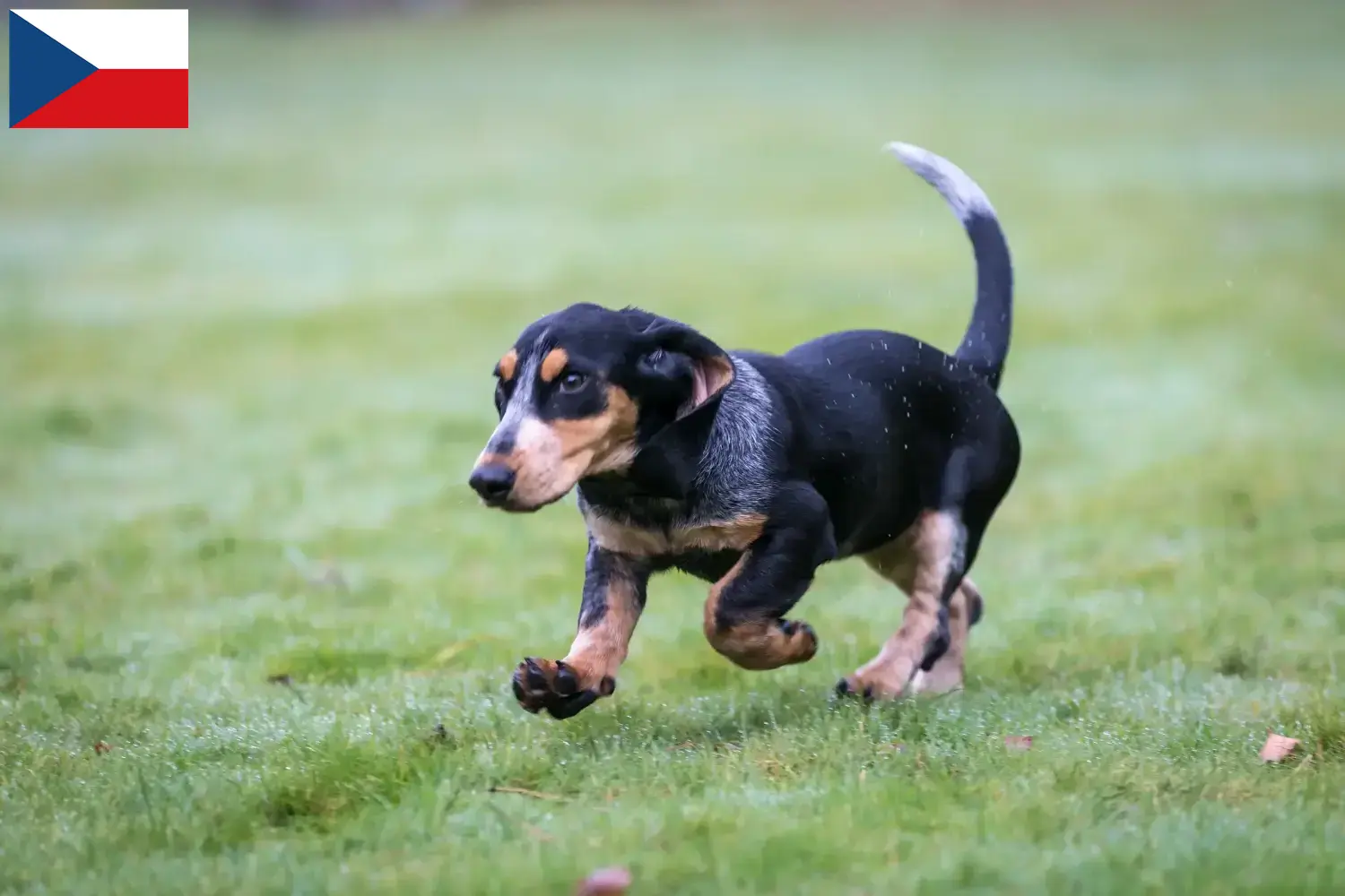 Basset bleu de Gascogne puppies and breeders Czech Republic Find Basset bleu de Gascognes breeders in Czech Republic.