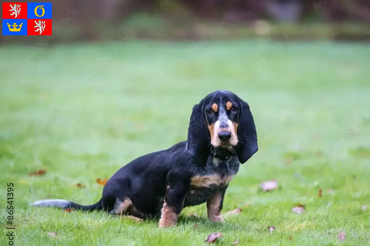 Basset bleu de Gascogne puppies and breeder Hradec Králové Find Basset bleu de Gascognes breeders in Hradec Králové.