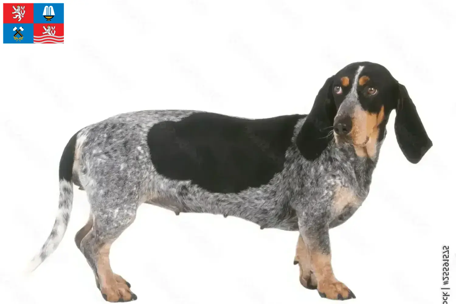 Basset bleu de Gascogne puppies and breeders Karlsbad Find Basset bleu de Gascognes breeders in Carlsbad here.