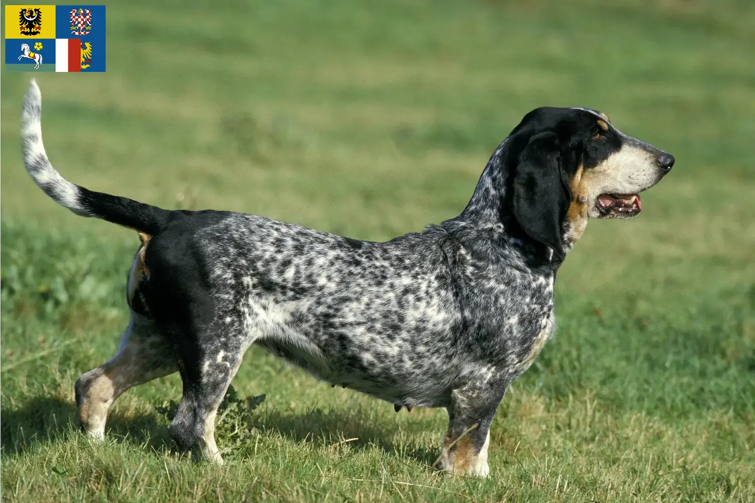 Basset bleu de Gascogne puppies and breeders Moravia-Silesia Here you can find Basset bleu de Gascognes breeders in Moravia-Silesia.