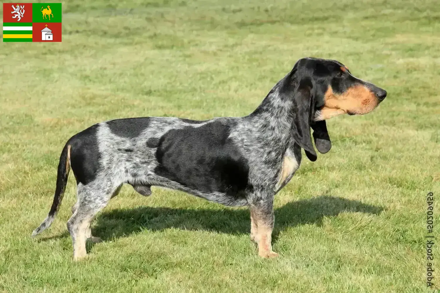 Basset bleu de Gascogne puppies and breeders Pilsen Find Basset bleu de Gascognes breeders in Pilsen here.