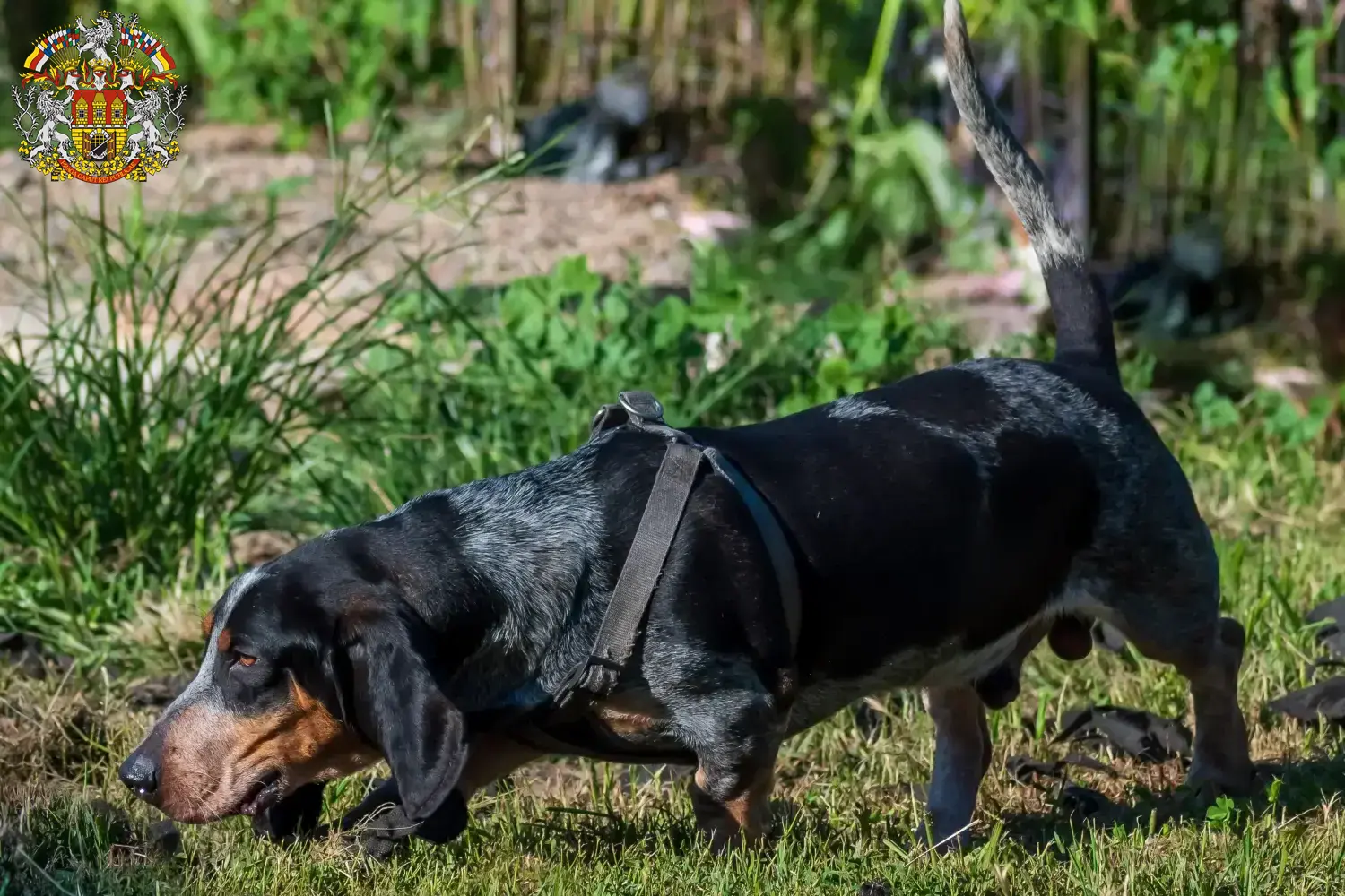 Basset bleu de Gascogne puppies and breeders Prague Find Basset bleu de Gascognes breeders in Prague.