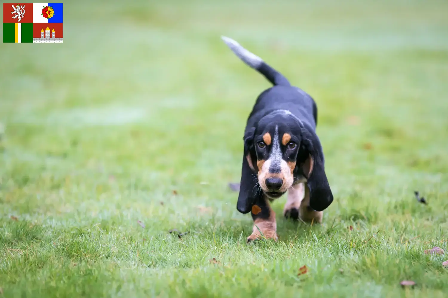 Basset bleu de Gascogne puppies and breeders South Bohemia Here you can find Basset bleu de Gascognes breeders in South Bohemia.
