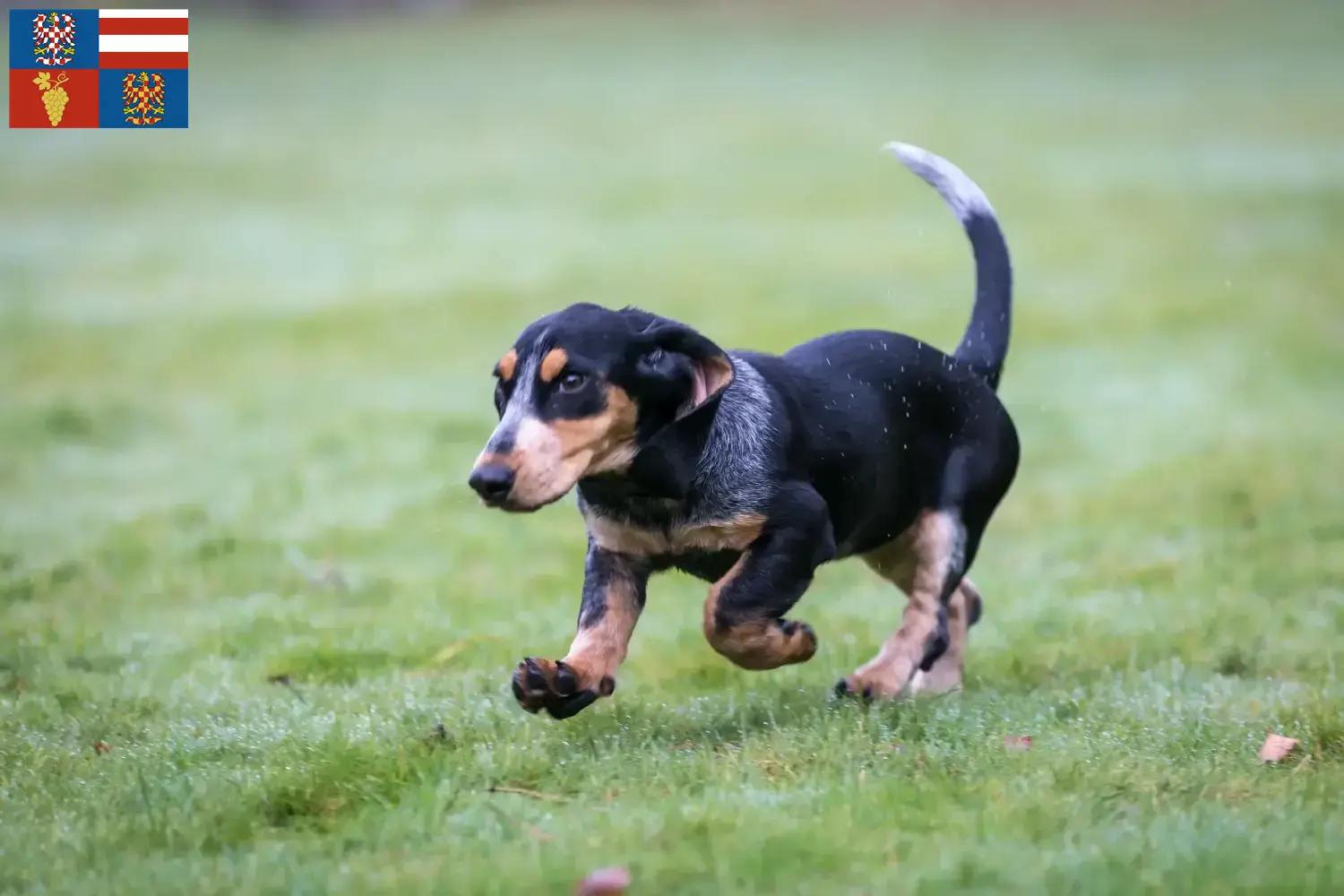 Basset bleu de Gascogne puppies and breeders South Moravia Find Basset bleu de Gascognes breeders in South Moravia.