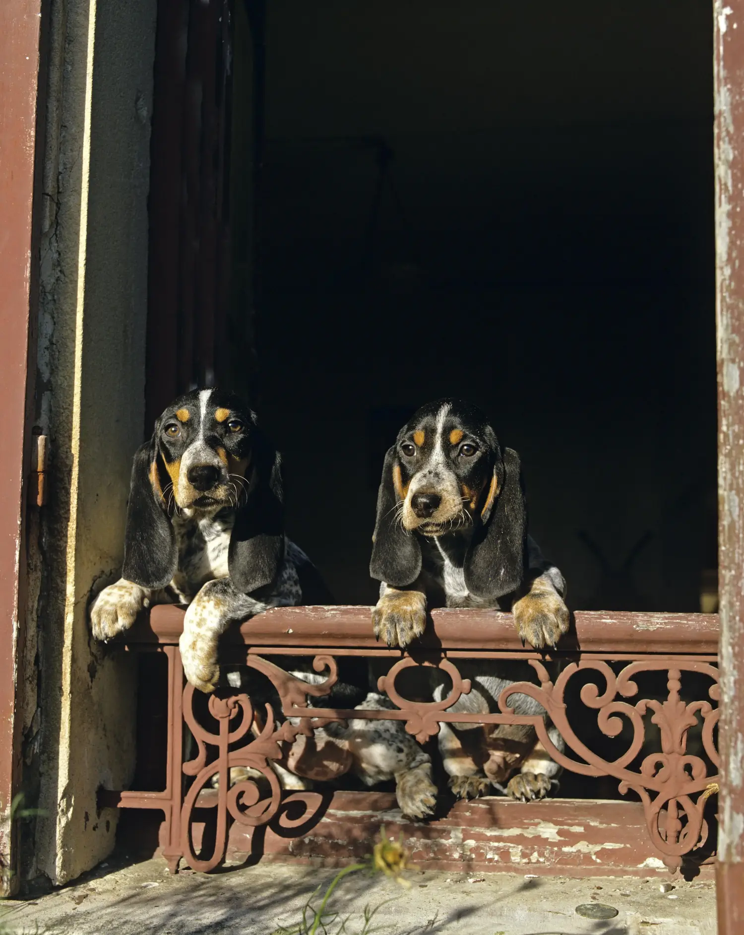 Buying a Basset bleu de Gascogne puppy means taking responsibility! Buy Basset bleu de Gascogne puppies.
