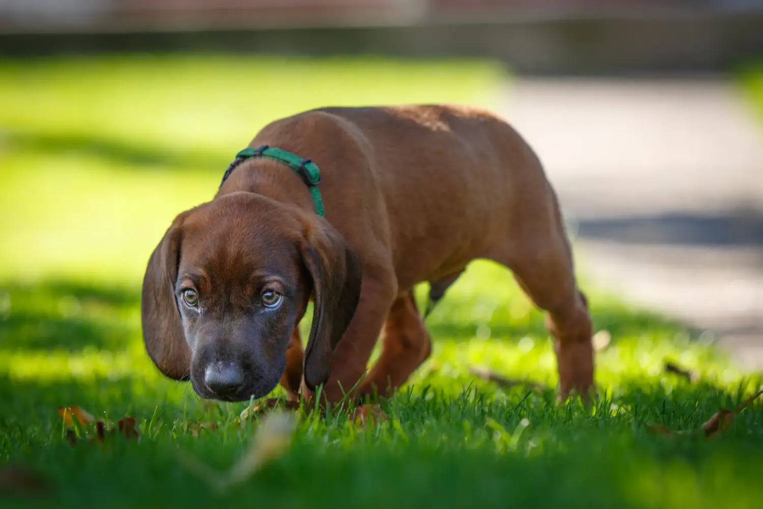 Buying a Bavarian Mountain Hound puppy means taking responsibility! Buy Bavarian Mountain Hound puppies.