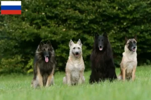 Read more about the article Belgian Shepherd breeders and puppies in Russia