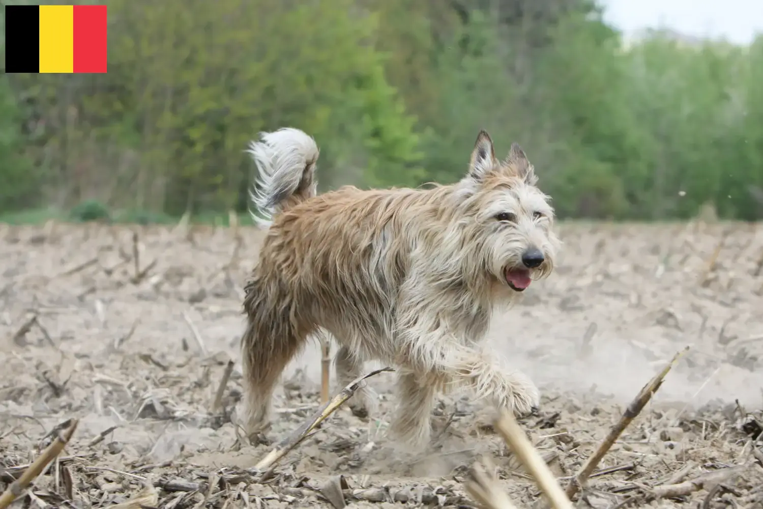 Berger de Picardie puppies and breeders Belgium Here you can find Berger de Picardies breeders in Belgium.