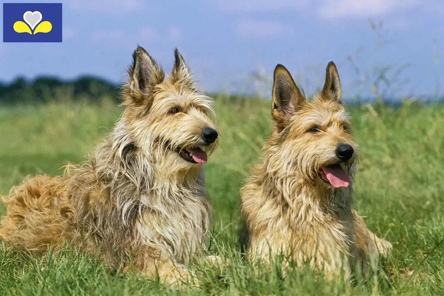 Berger de Picardie puppies and breeders Brussels-Capital Region Here you can find Berger de Picardies breeders in Brussels-Capital Region.