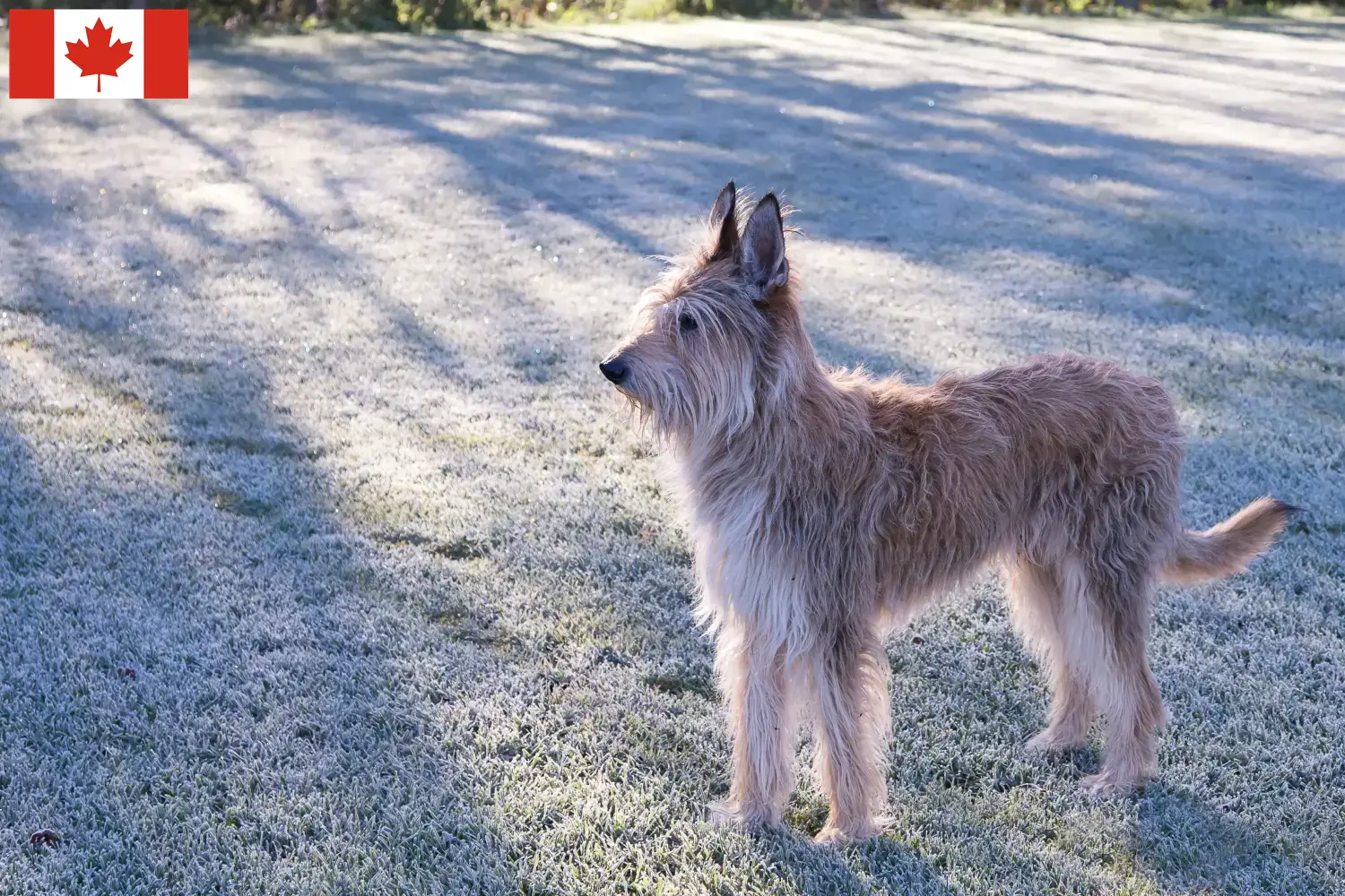 Berger de Picardie puppies and breeders Canada Here you can find Berger de Picardies breeders in Canada.