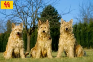 Read more about the article Berger de Picardie breeders and puppies in Walloon Region