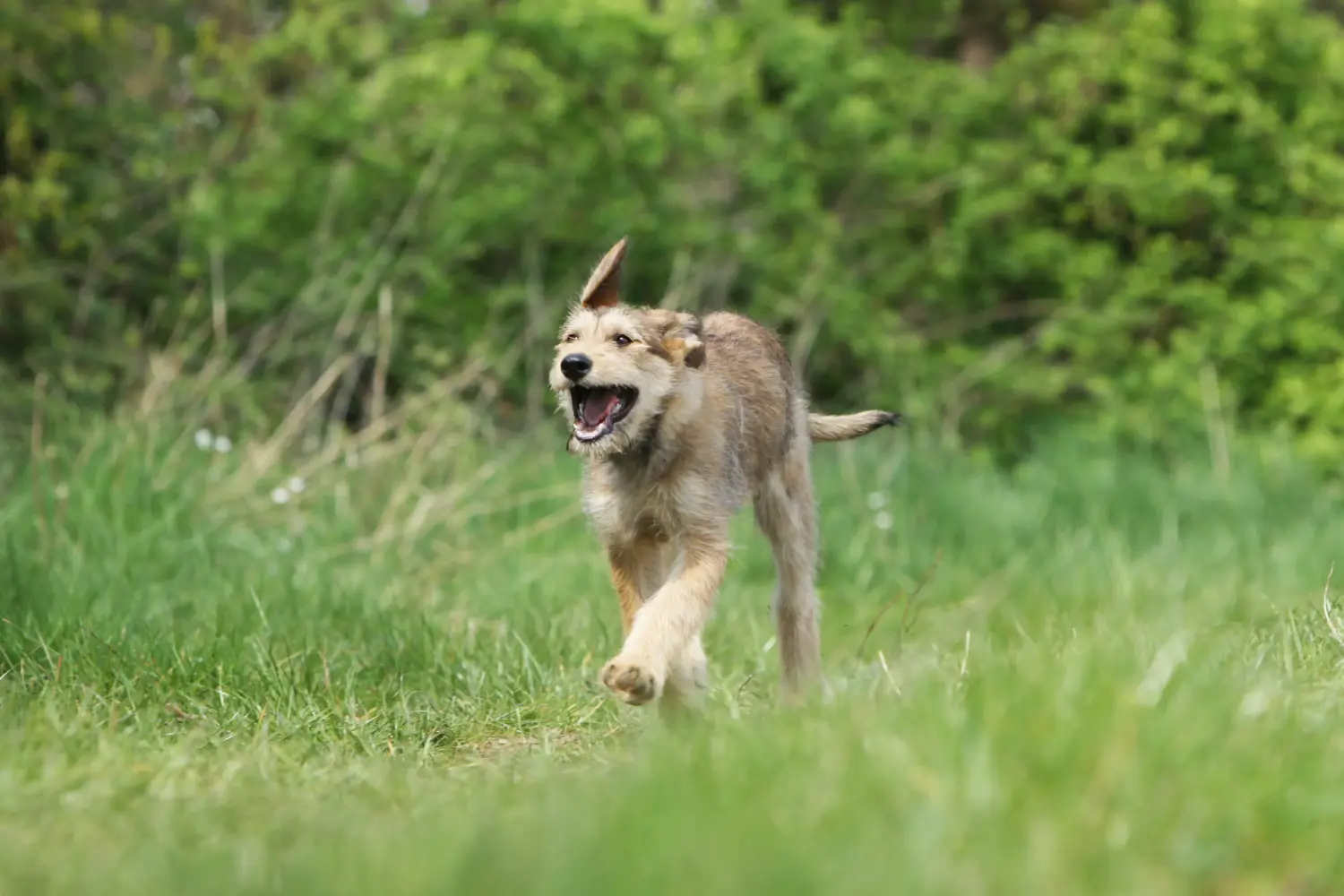 Buying a Berger de Picardie puppy means taking responsibility! Buy Berger de Picardie puppies.