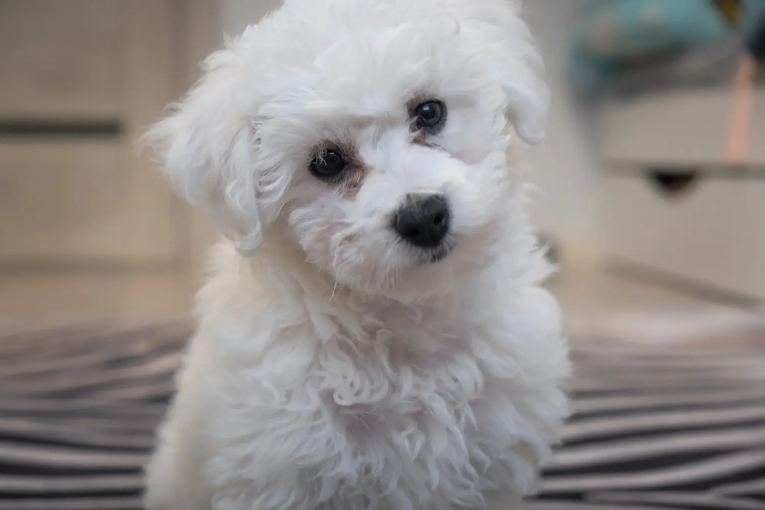 Buying a Bichon Frisé puppy means taking responsibility! Buy Bichon Frisé puppies.
