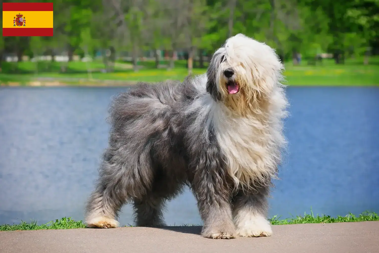 Bobtail puppies and breeders Spain Here you can find Bobtails breeders in Spain.