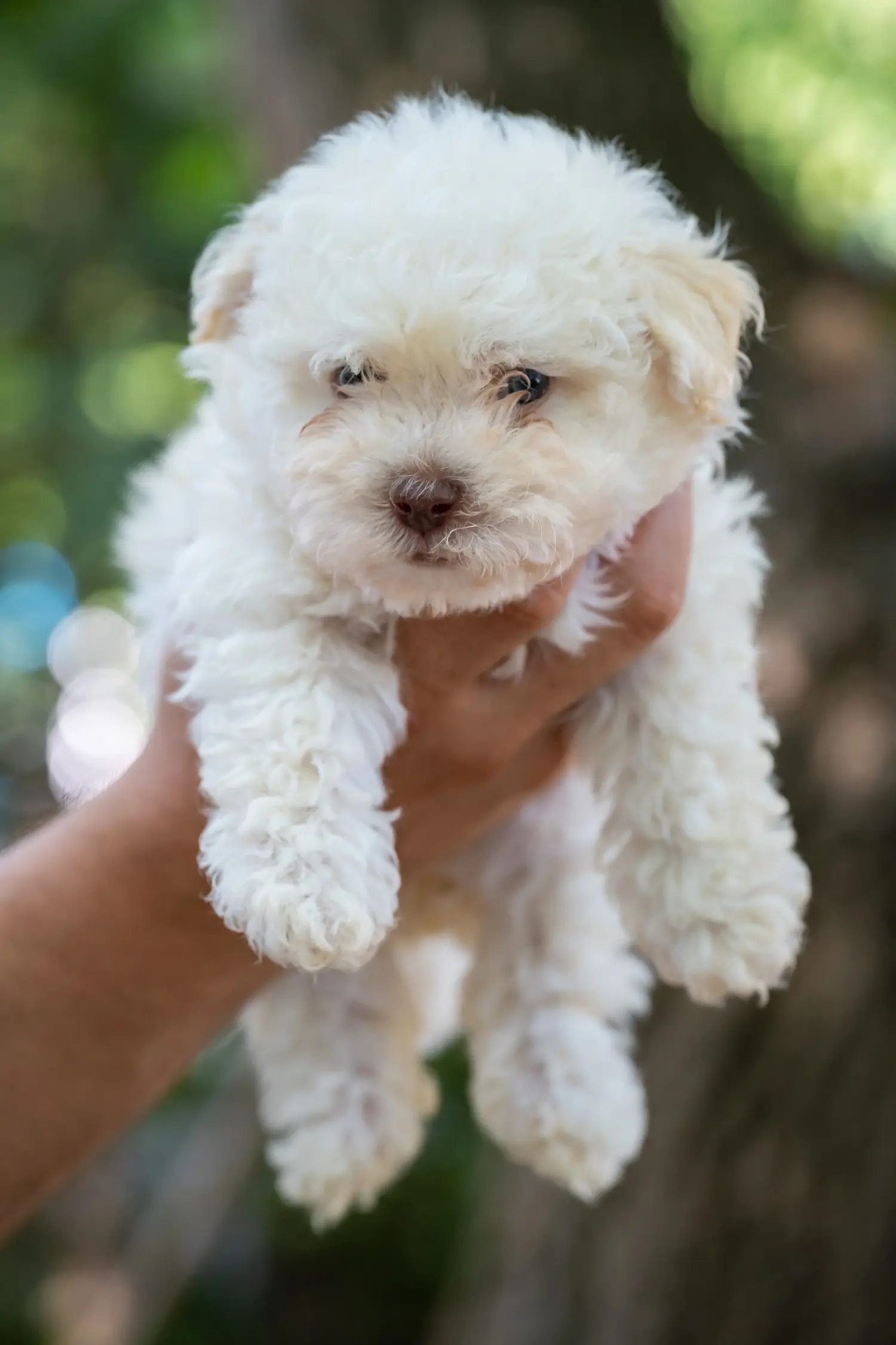 Buying a Bolognese puppy means taking responsibility! Buy Bolognese puppies.