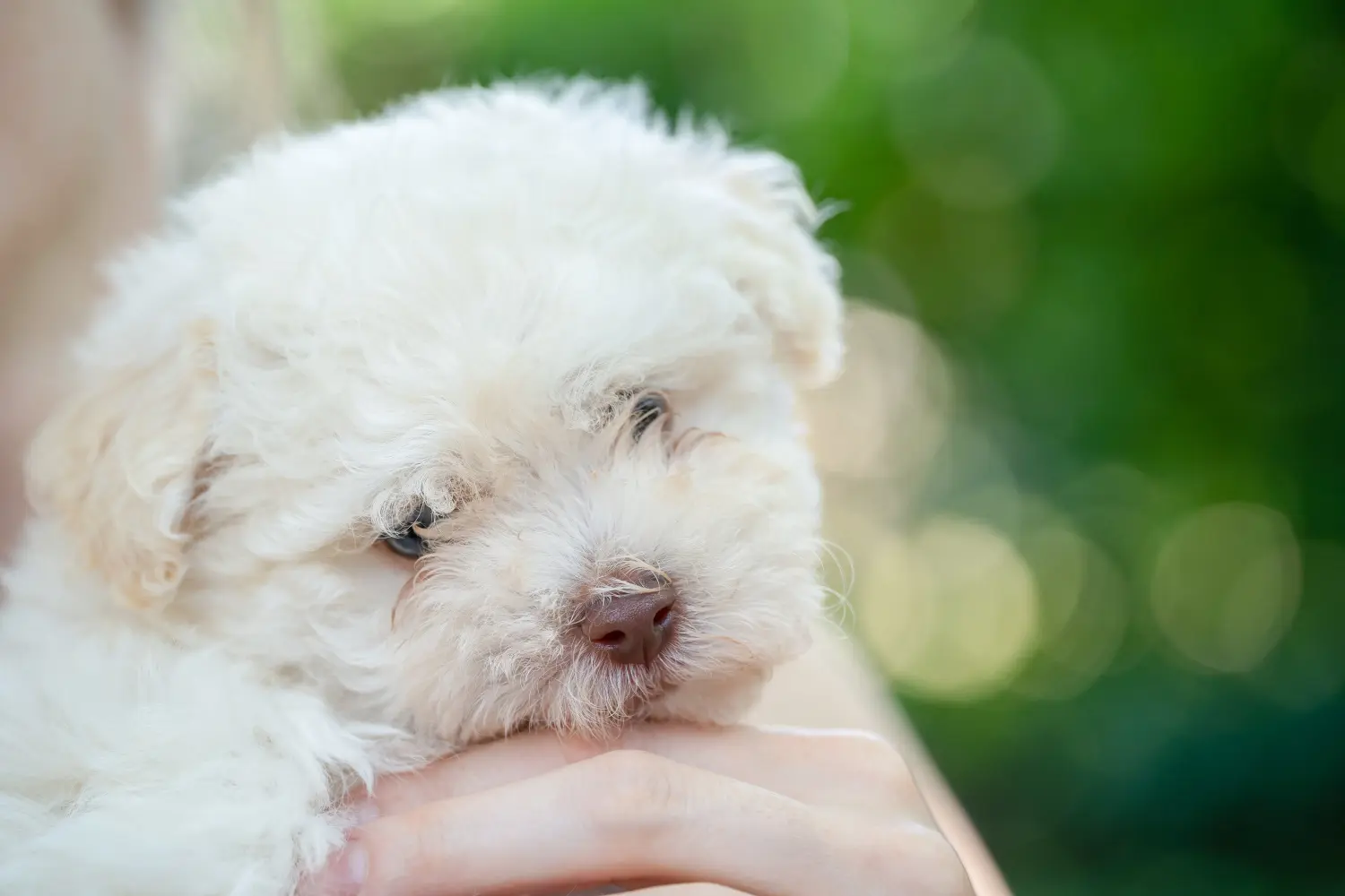 Buying a Bolognese puppy means taking responsibility! Buy Bolognese puppies.