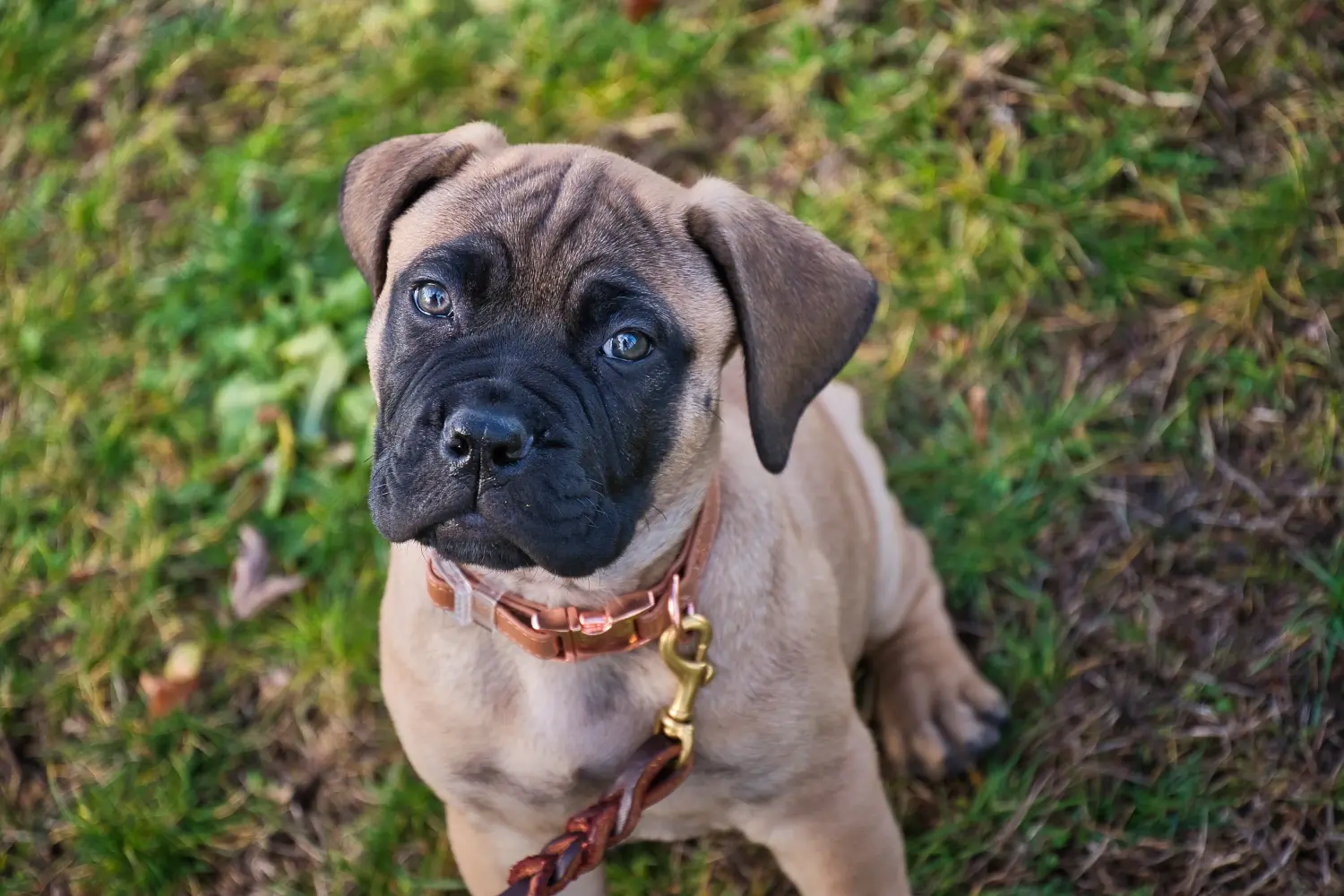 Buying a Bullmastiff puppy means taking responsibility! Buy Bullmastiff puppies.