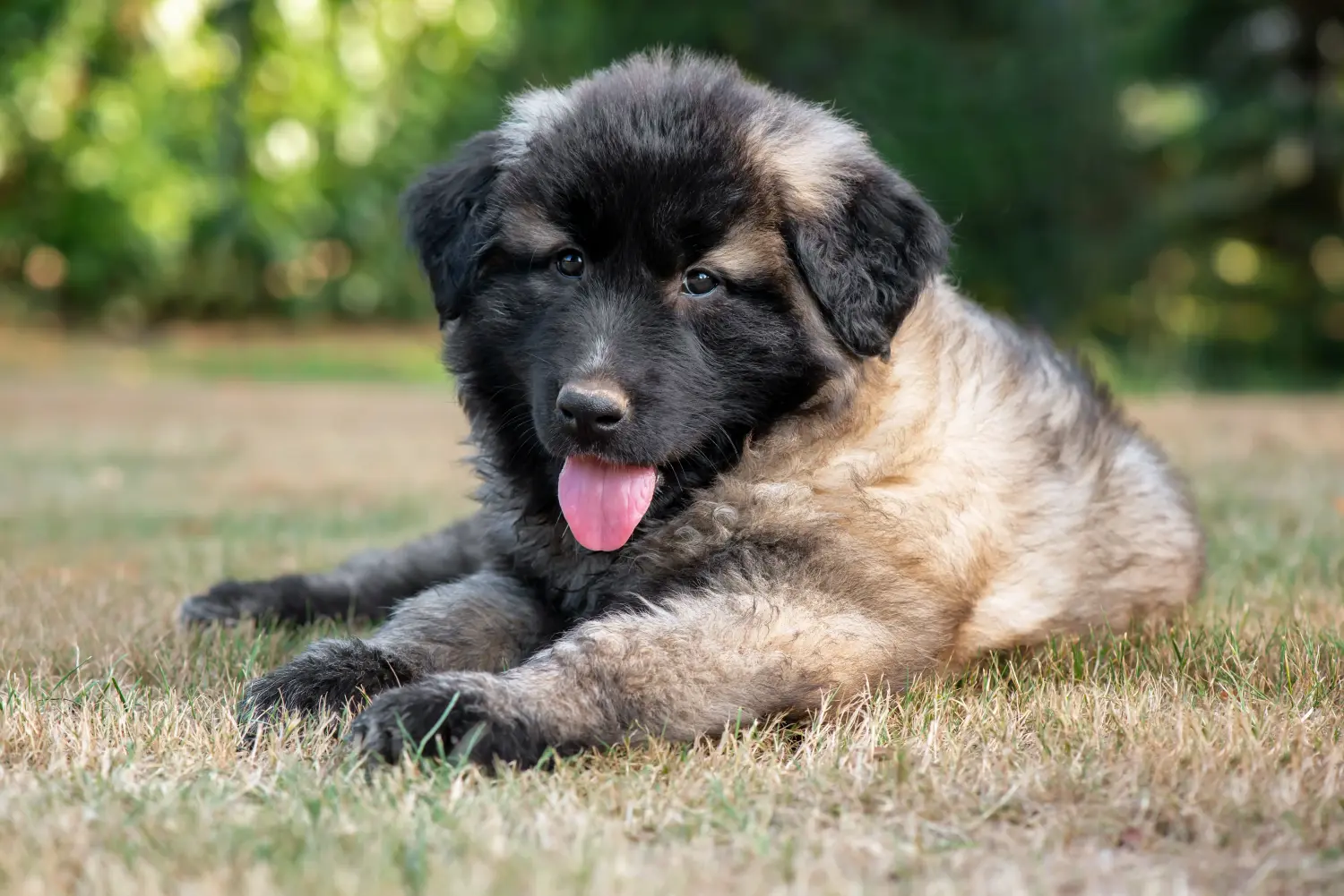 Buying a Cão Da Serra Da Estrela puppy means taking responsibility! Buy Cão Da Serra Da Estrela puppies.