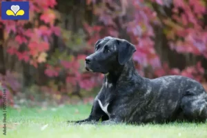 Read more about the article Cão Fila de São Miguel breeders and puppies in Brussels-Capital Region