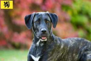 Read more about the article Cão Fila de São Miguel breeders and puppies in Flanders