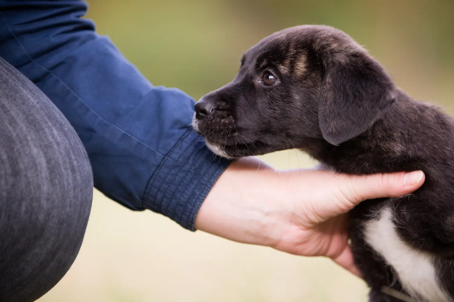 Buying a Cão Fila de São Miguel puppy means taking responsibility! Buy Cão Fila de São Miguel puppies.