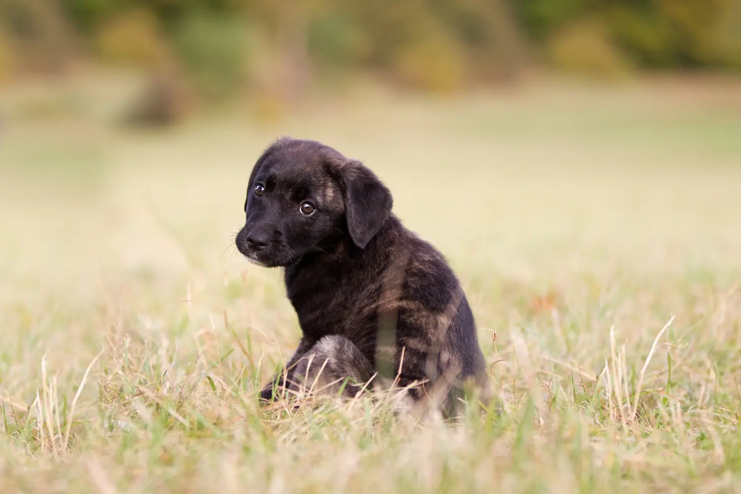 Buying a Cão Fila de São Miguel puppy means taking responsibility! Buy Cão Fila de São Miguel puppies.