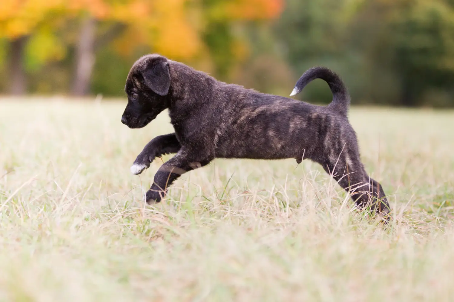 Buying a Cão Fila de São Miguel puppy means taking responsibility! Buy Cão Fila de São Miguel puppies.