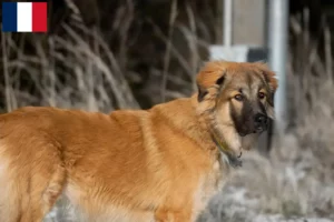 Read more about the article Caucasian shepherd dog breeders and puppies in Réunion