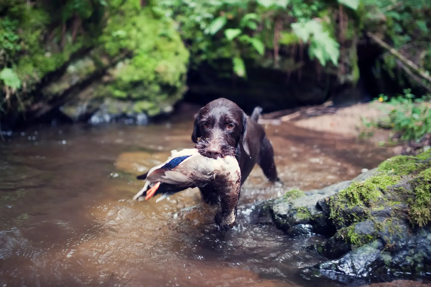 Buying a Český fousek puppy means taking responsibility! Buy Český fousek puppies.