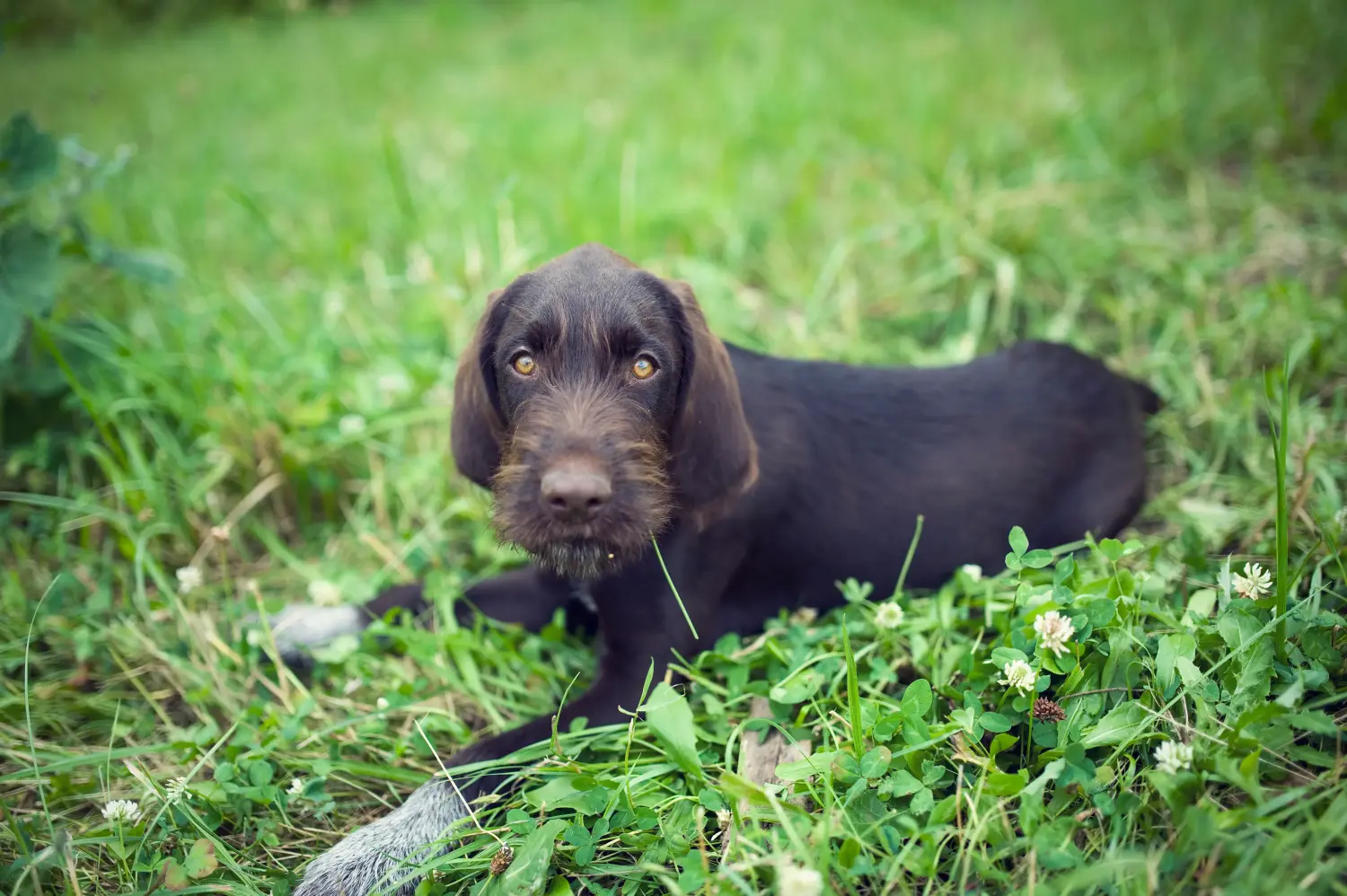 Buying a Český fousek puppy means taking responsibility! Buy Český fousek puppies.
