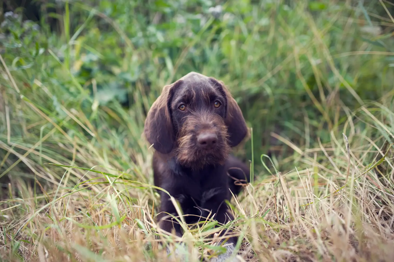 Buying a Český fousek puppy means taking responsibility! Buy Český fousek puppies.