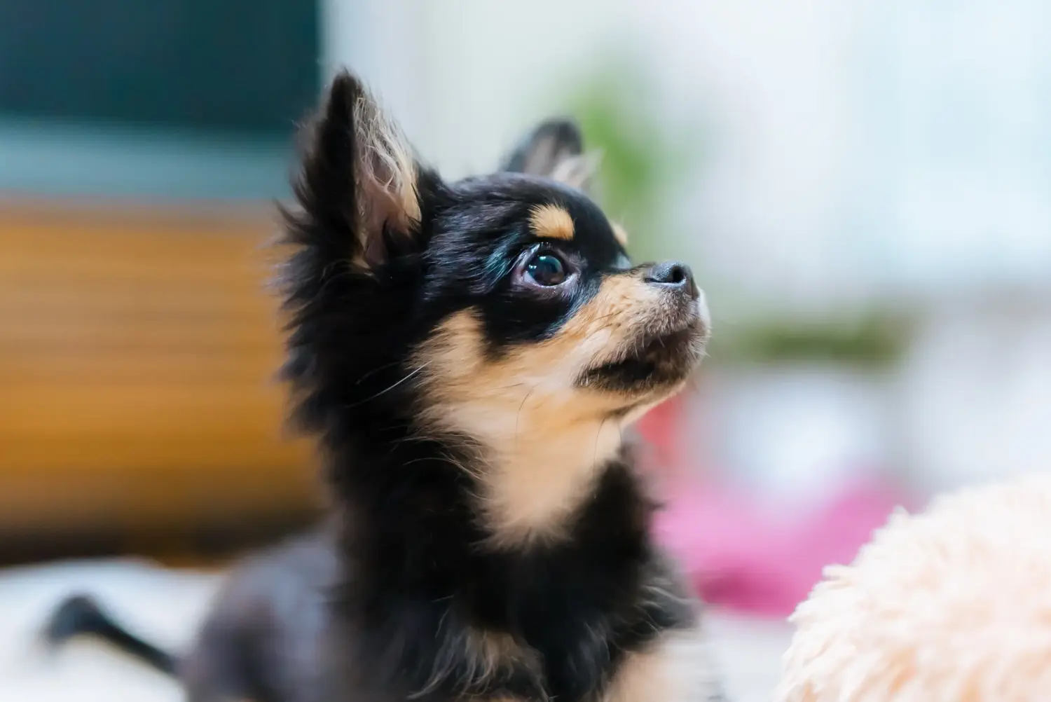 Buying a Chihuahua puppy means taking responsibility! Buy Chihuahua puppies.