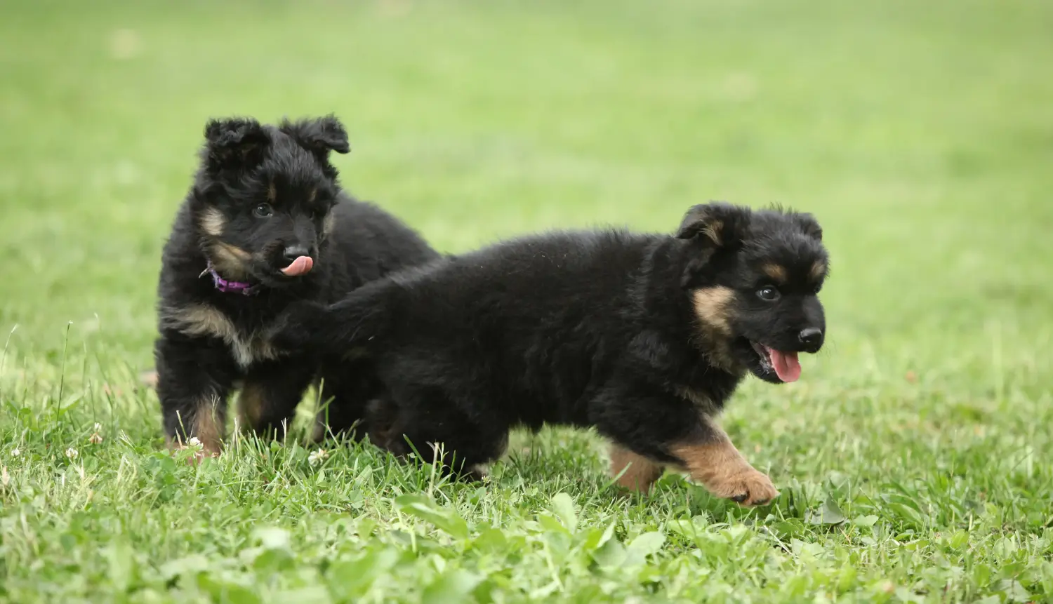 Buying a Chodský pes puppy means taking responsibility! Buy Chodský pes puppies.