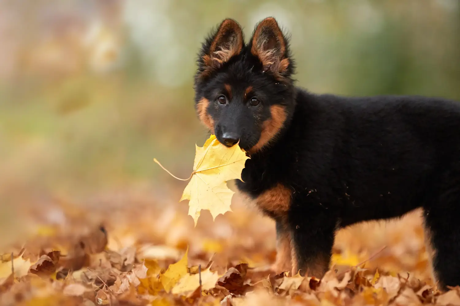 Buying a Chodský pes puppy means taking responsibility! Buy Chodský pes puppies.